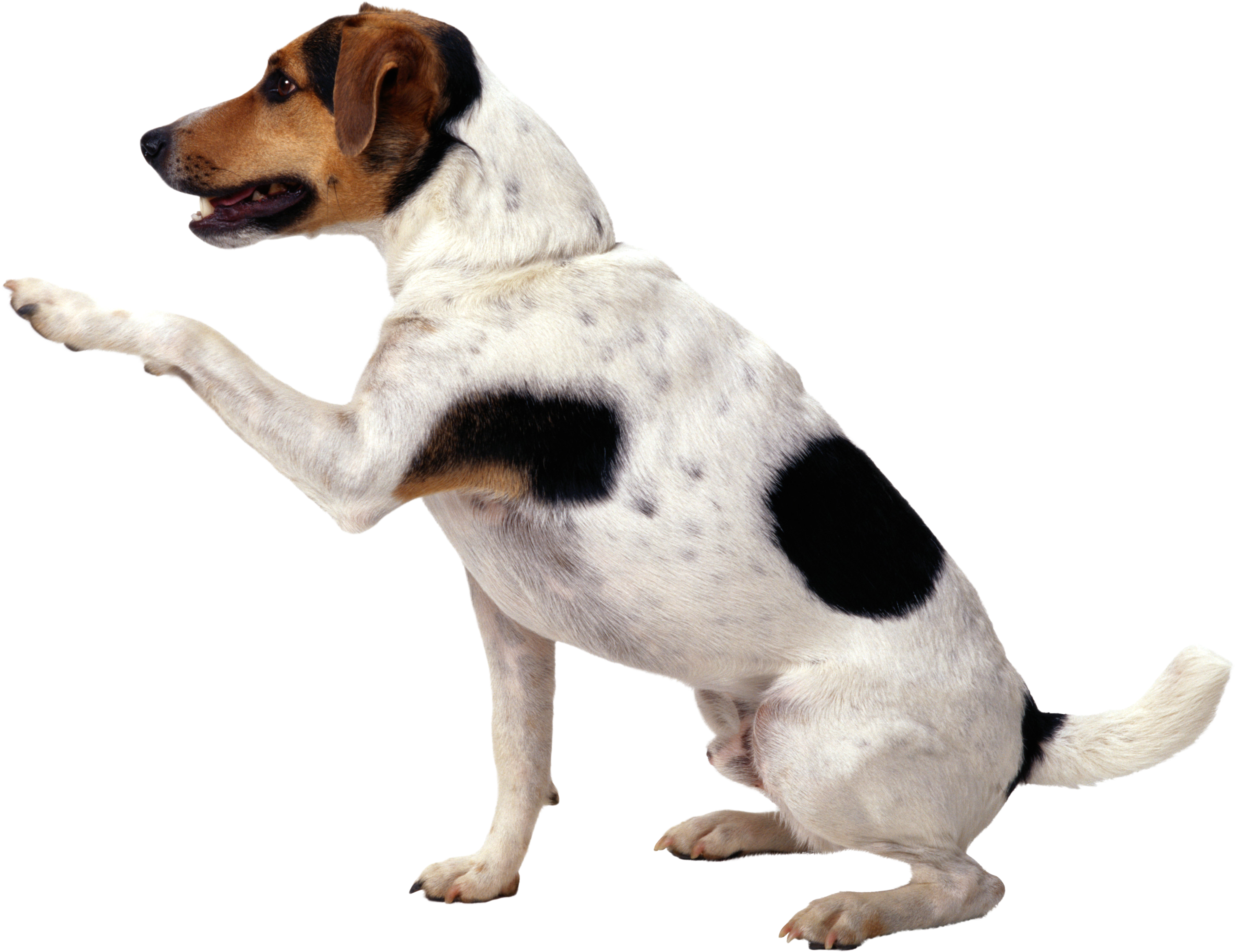 Dogs PNG images
