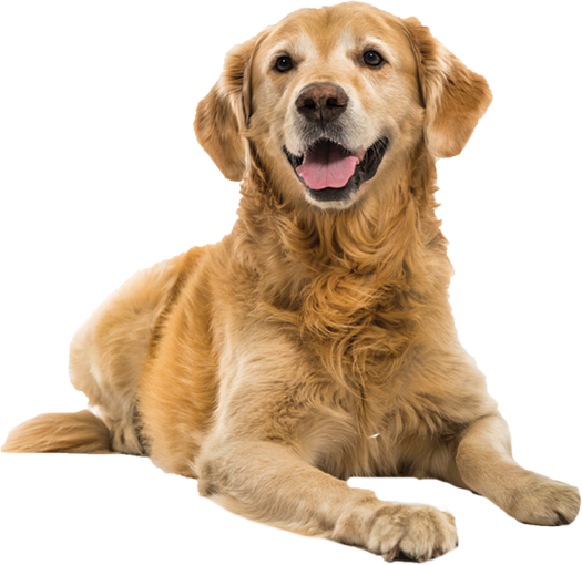 Dogs PNG images