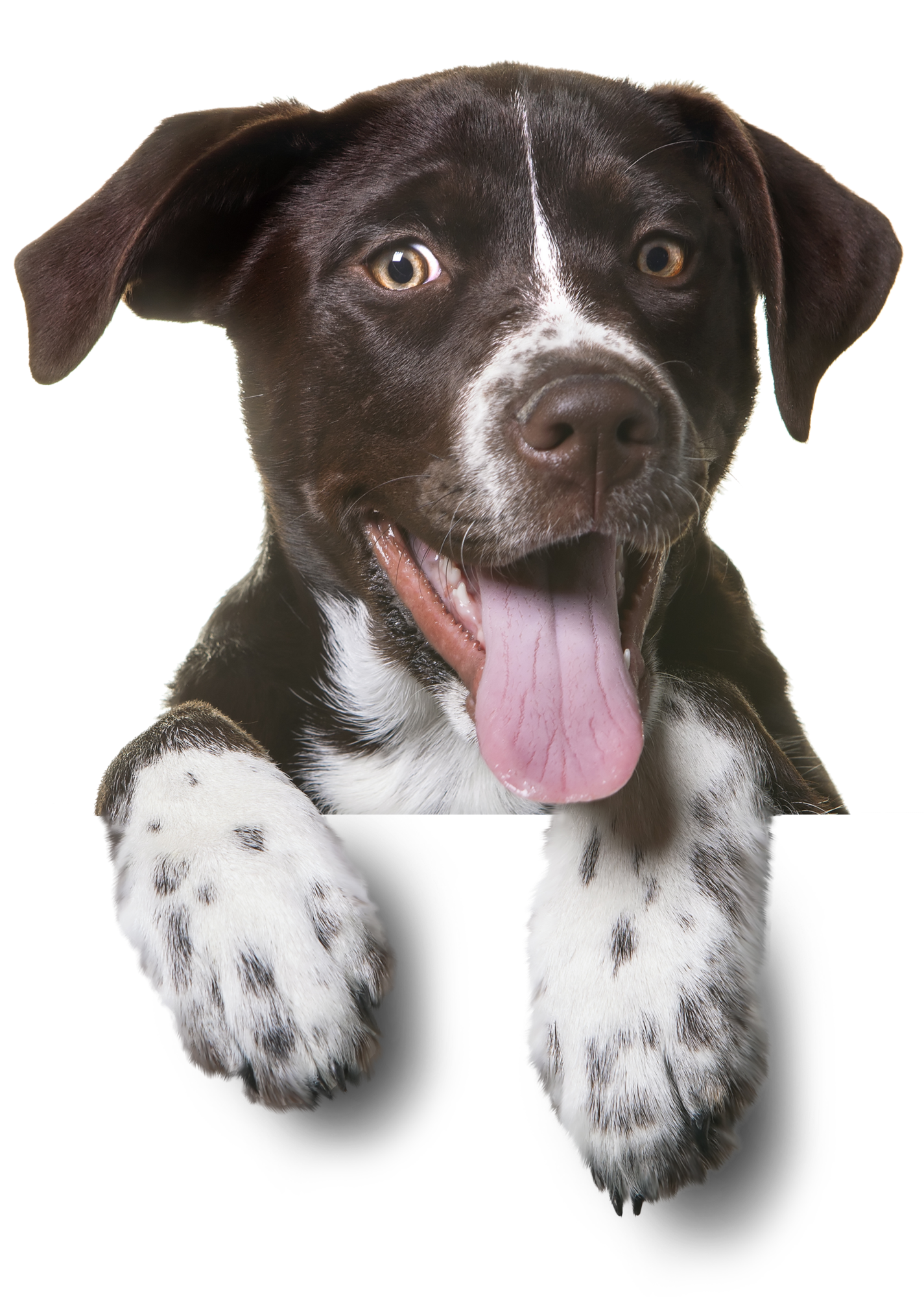 Perro PNG