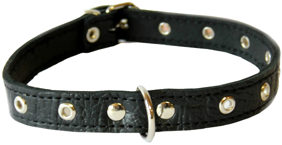 Dog collar PNG images