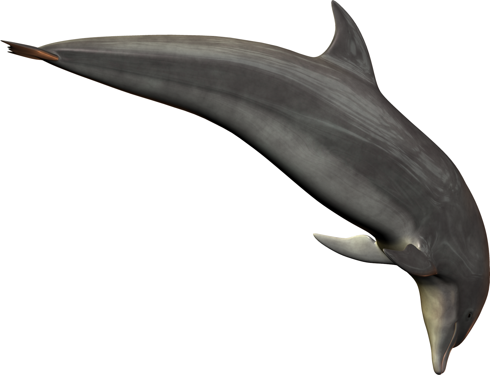 Дельфин PNG