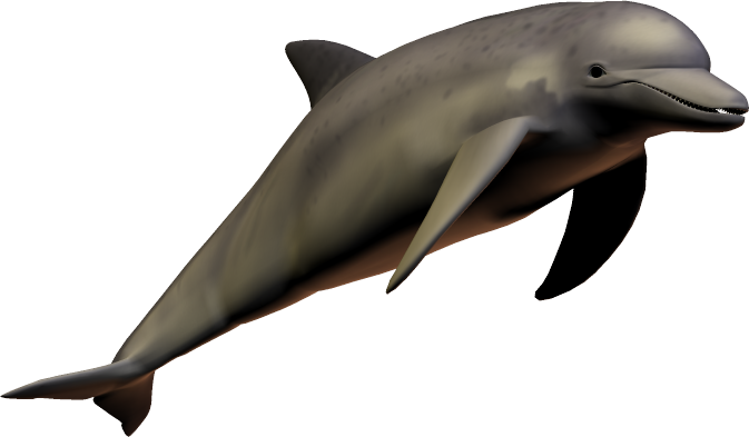 Dolphin PNG image free Download