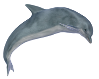Delfín PNG