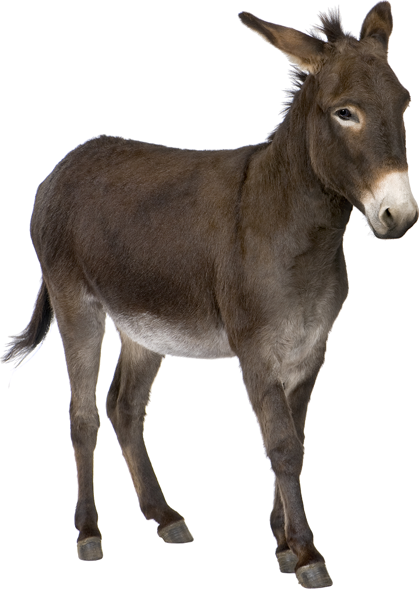Donkey PNG images