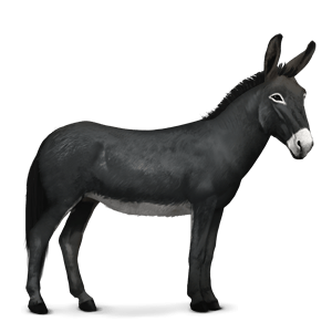 Donkey, ass PNG