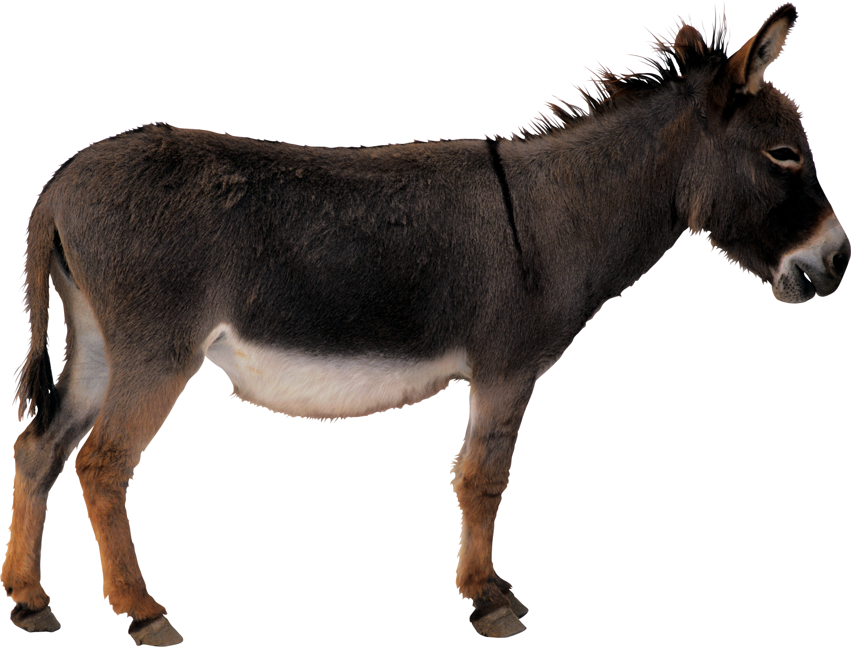 Burro PNG