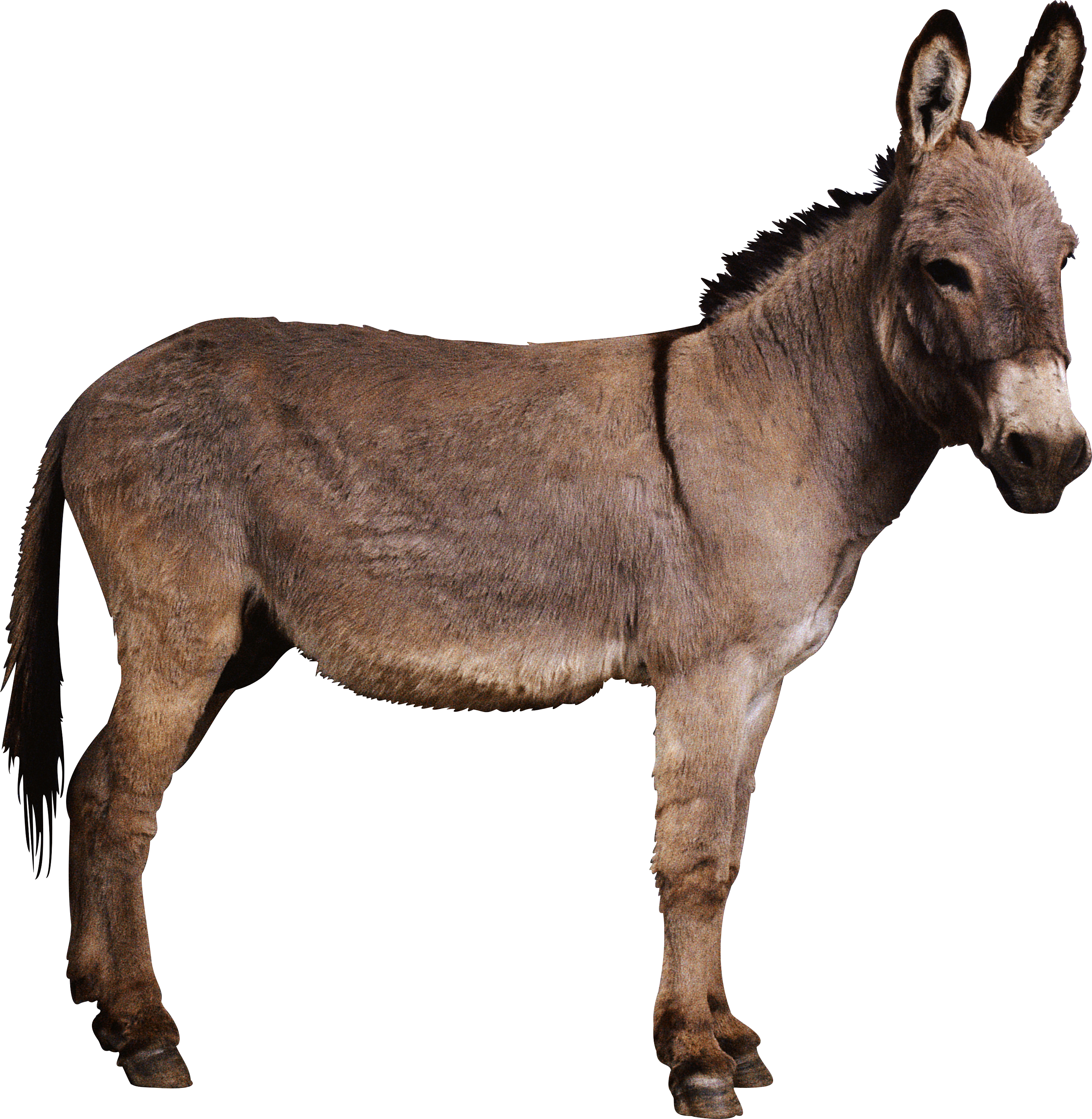 Burro PNG