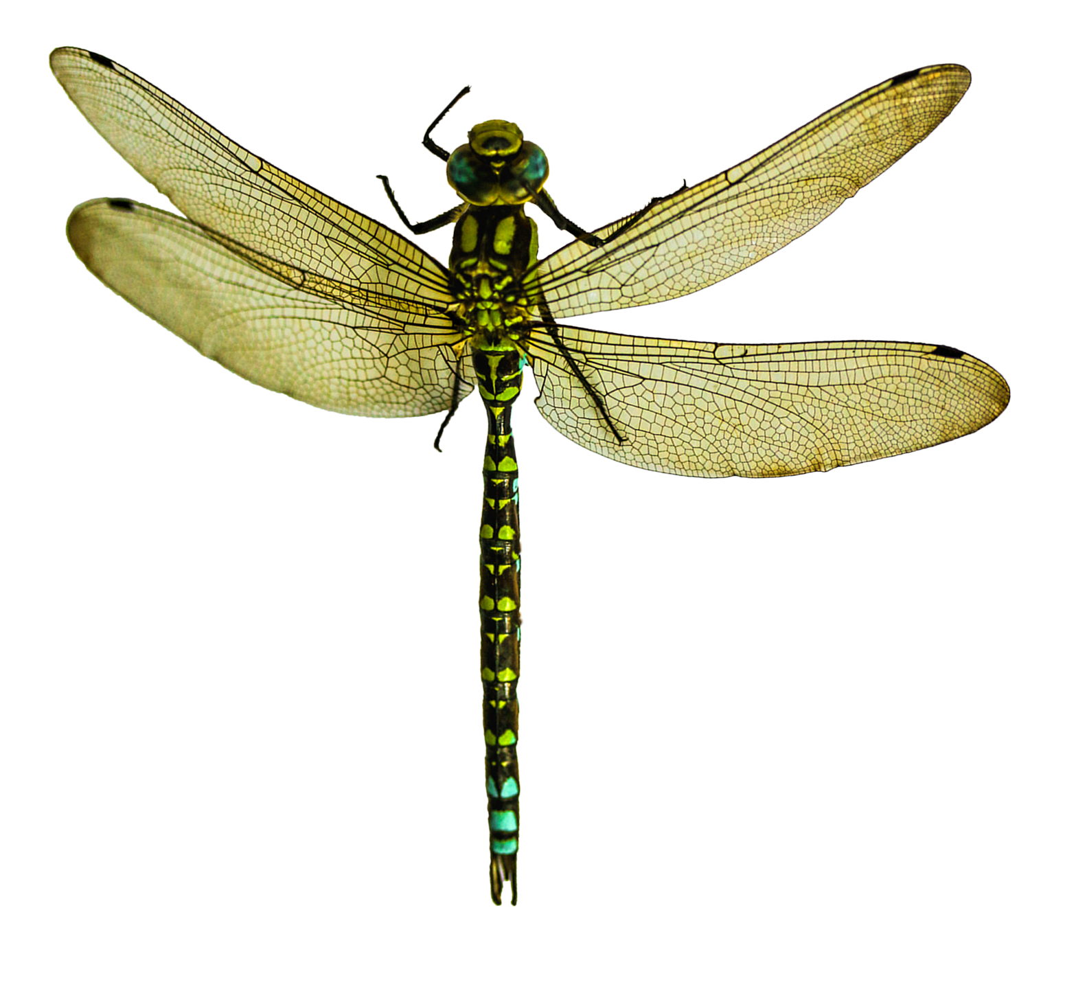 Dragonfly PNG image free Download 