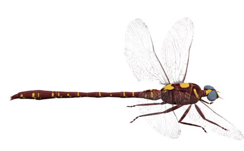 Dragonfly PNG image free Download 