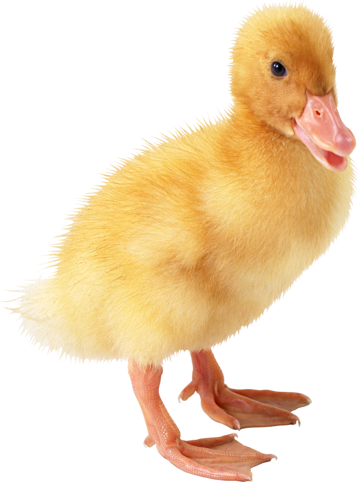 Little duck PNG image