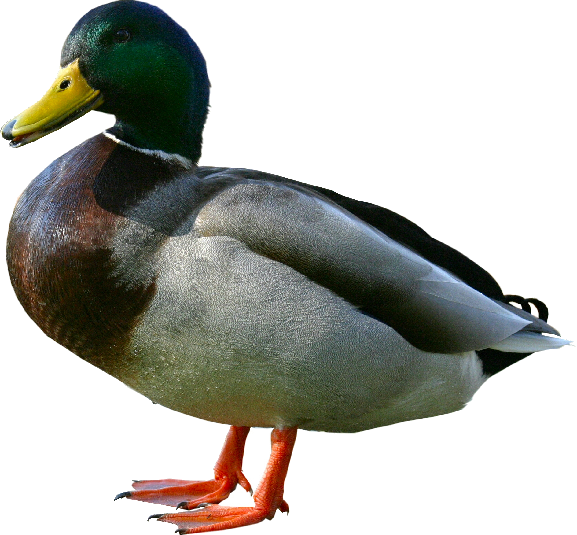 duck-alchetron-the-free-social-encyclopedia