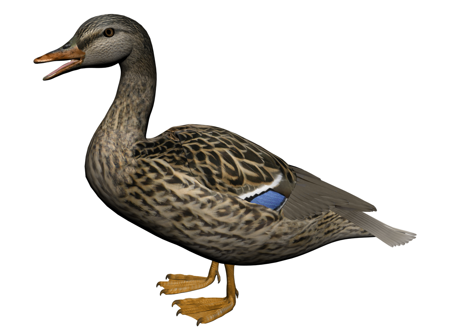 Duck PNG image
