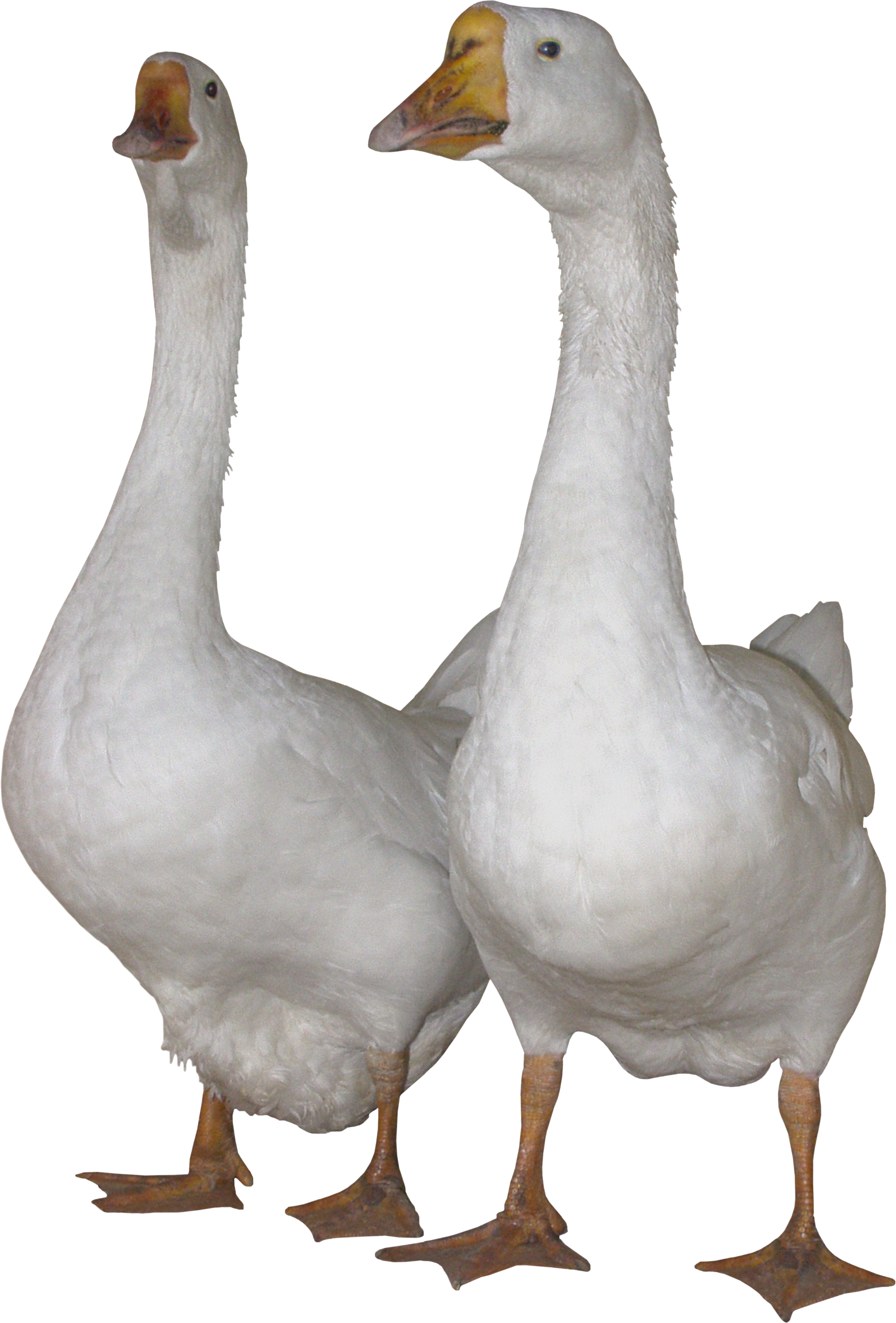 White gooses PNG image