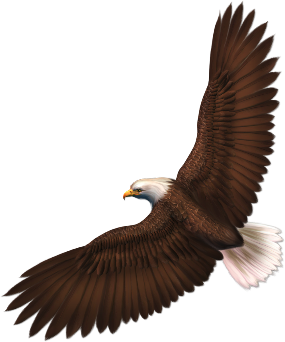 Eagle PNG image with transparency, free download