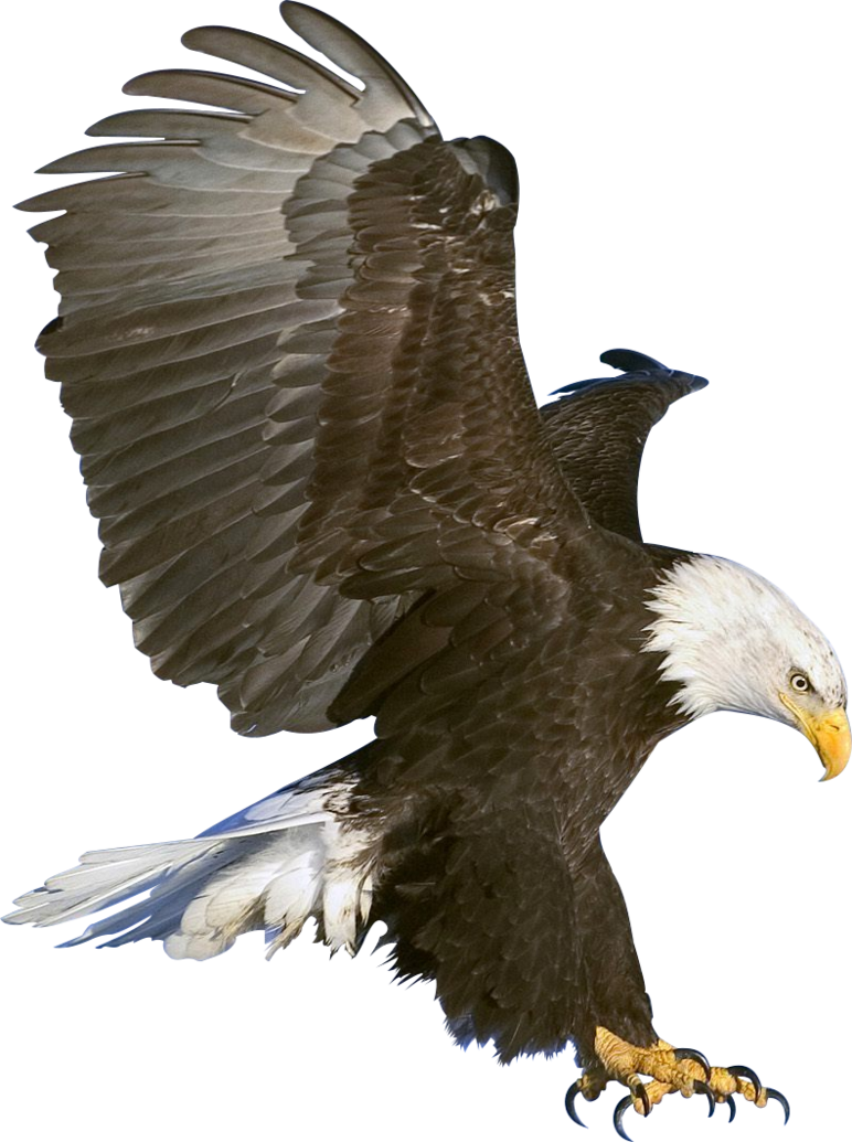 Águila PNG