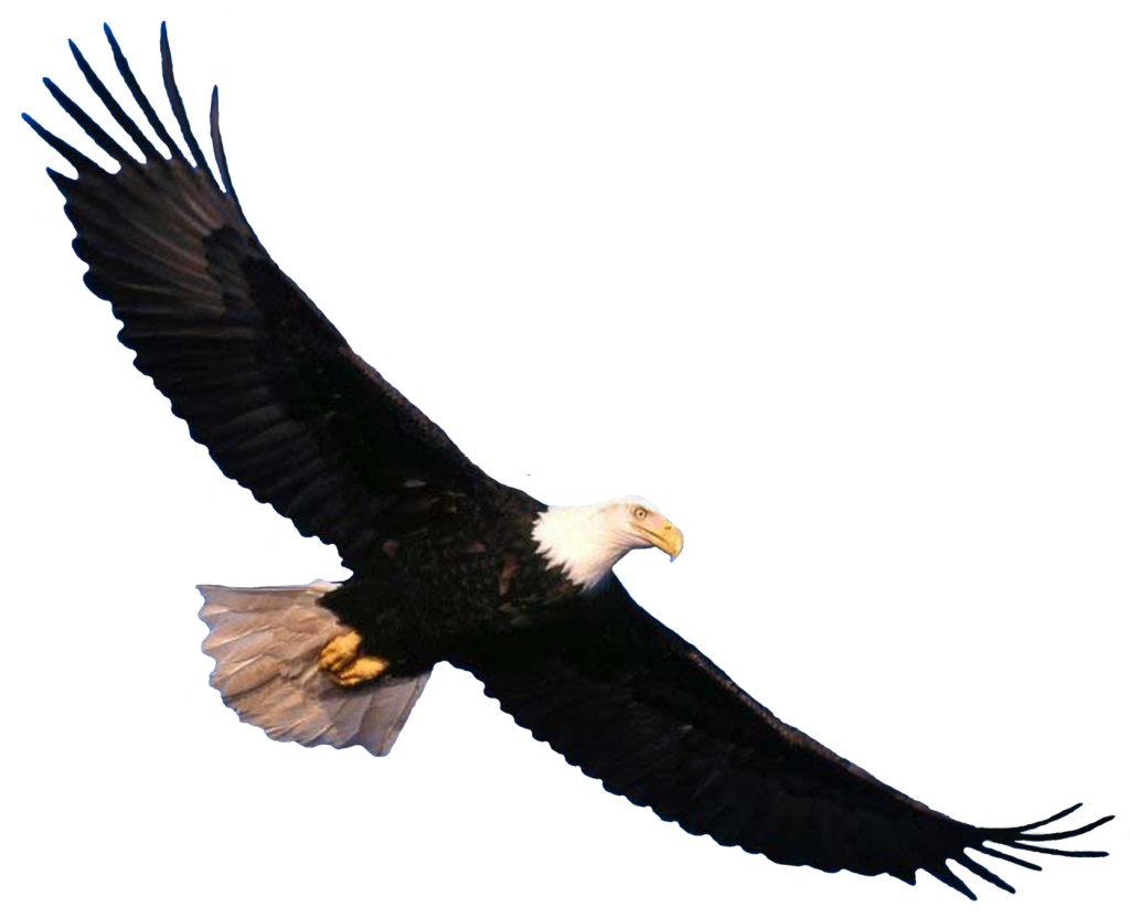 eagle clipart psd - photo #38