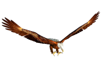 Орел PNG фото
