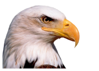 Орел голова PNG фото