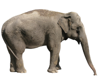 Elefante PNG