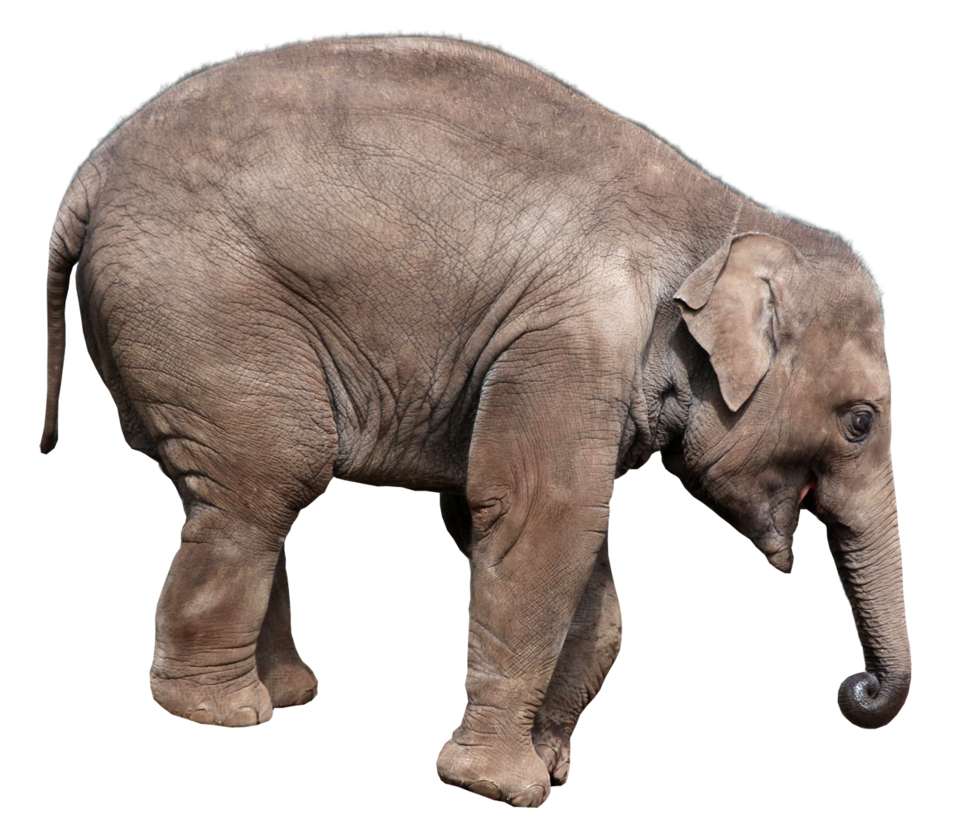 Elephants PNG image free Download
