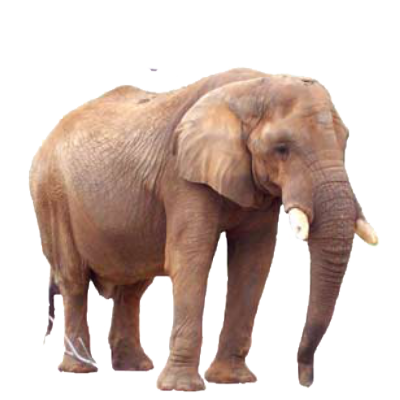 Elephants PNG image free Download