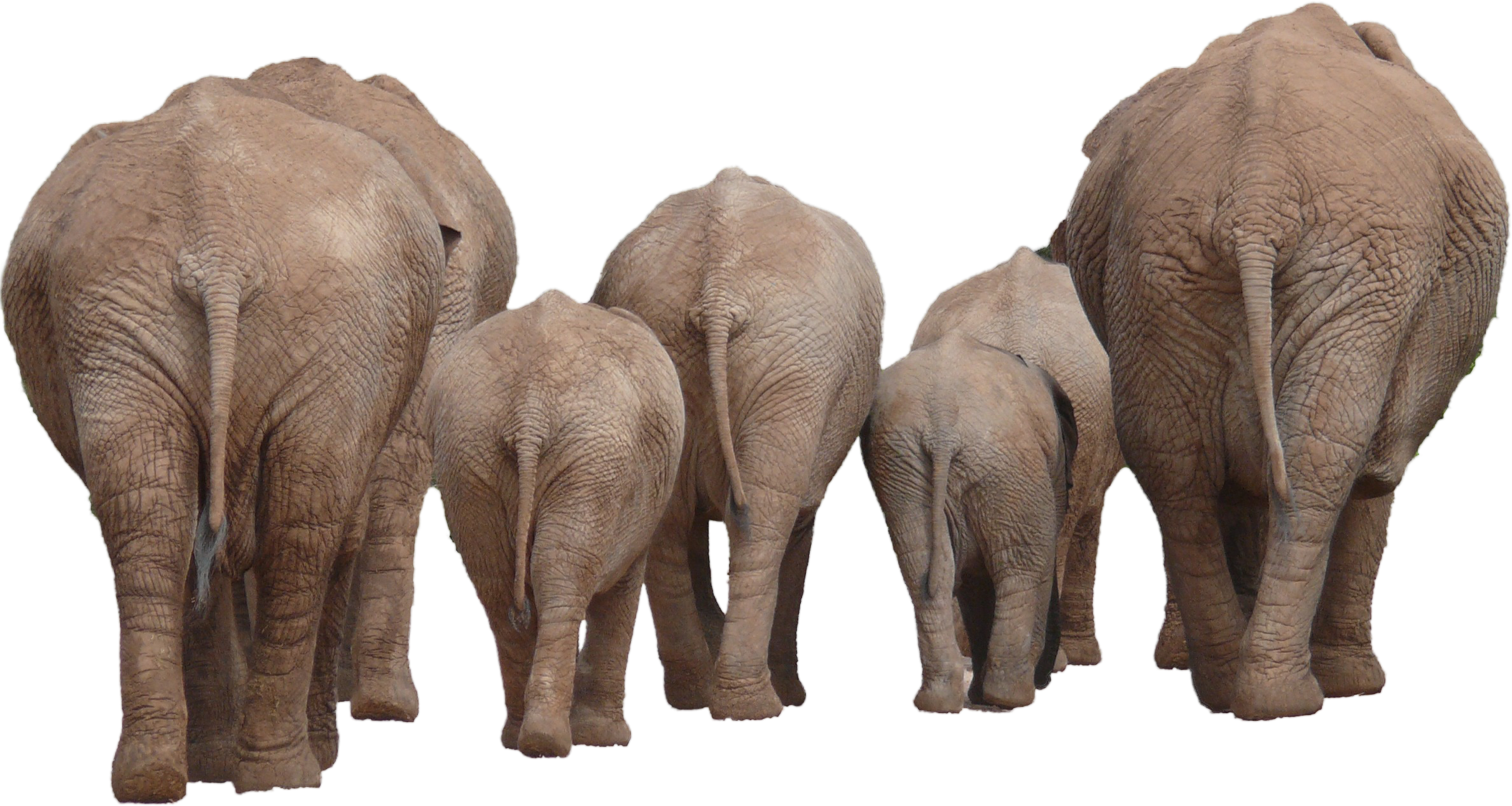 Elefante PNG