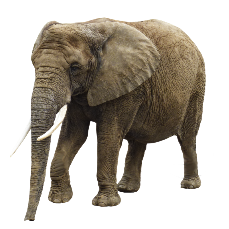 Elefante PNG