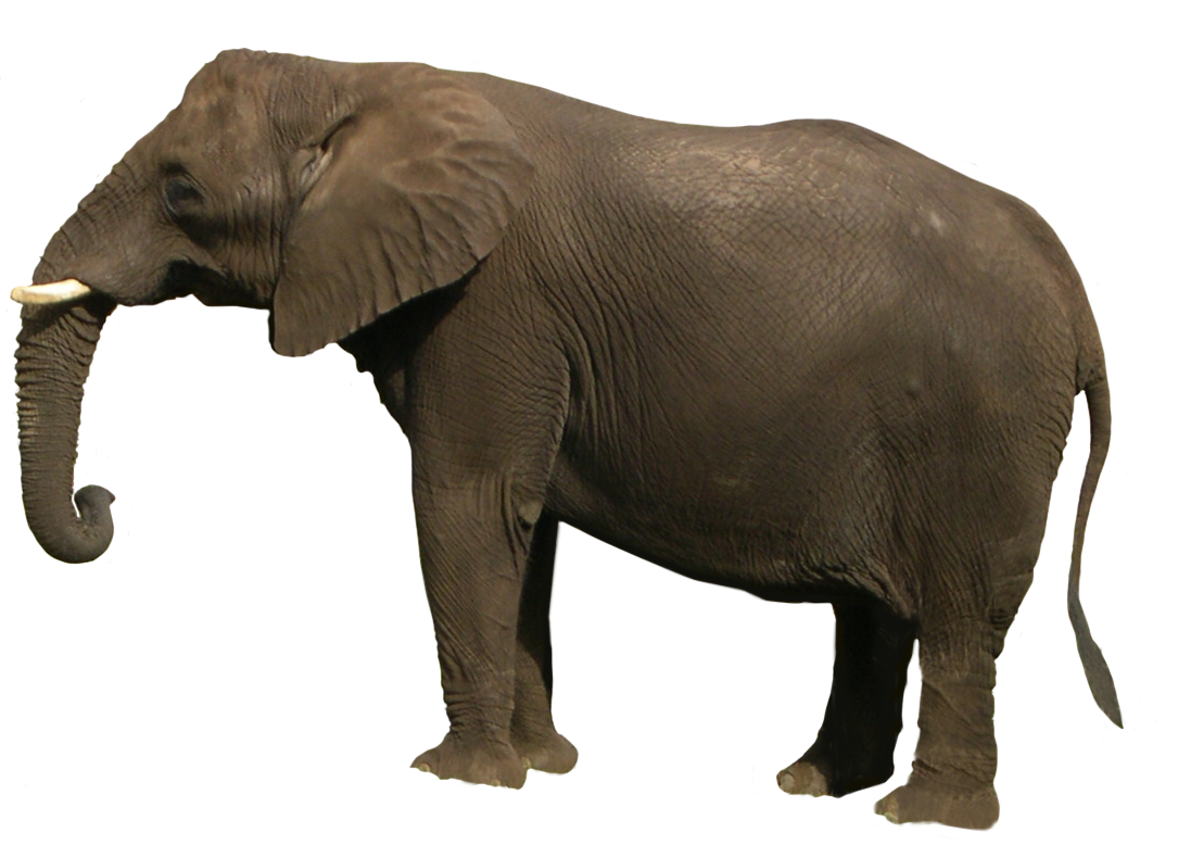 Elefante PNG