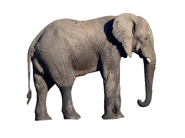 Elefante PNG