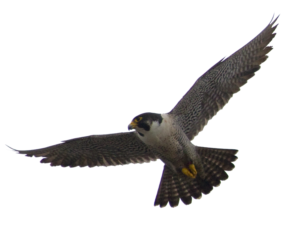 Falcon PNG image free Download