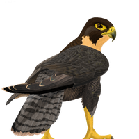 Falcon PNG image free Download