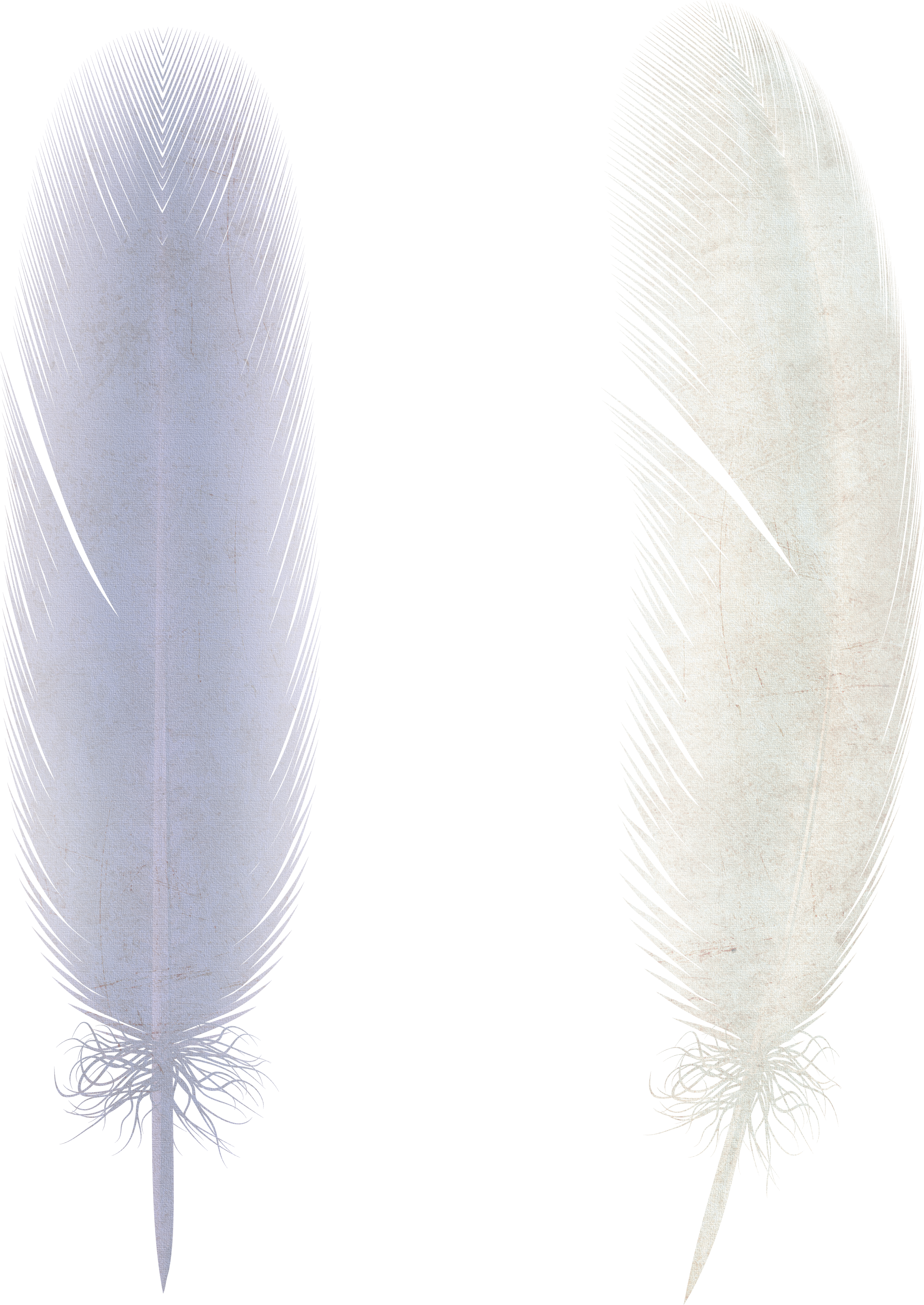 Pluma PNG