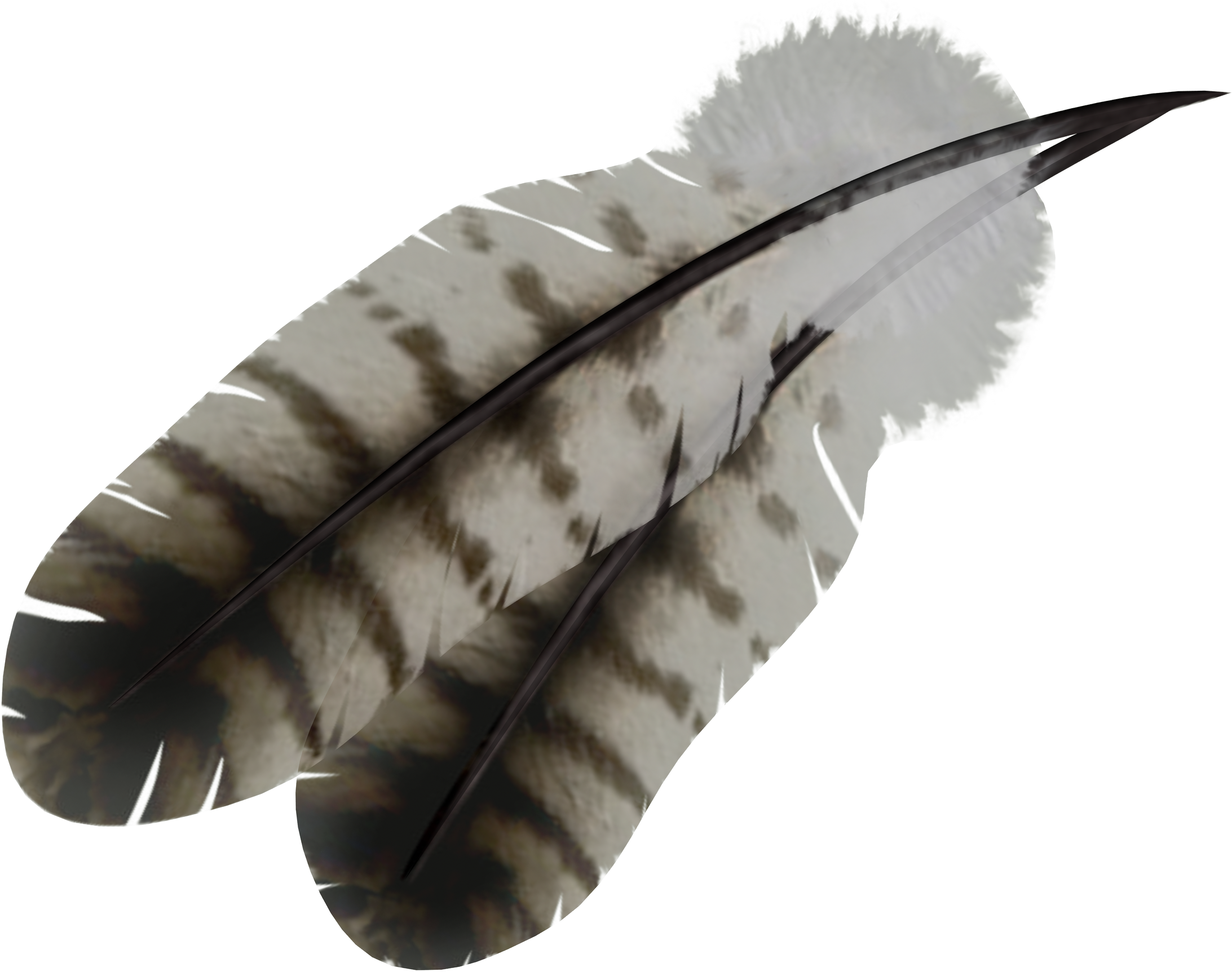 Feather PNG image free Download