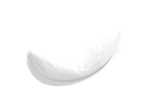 Pluma PNG