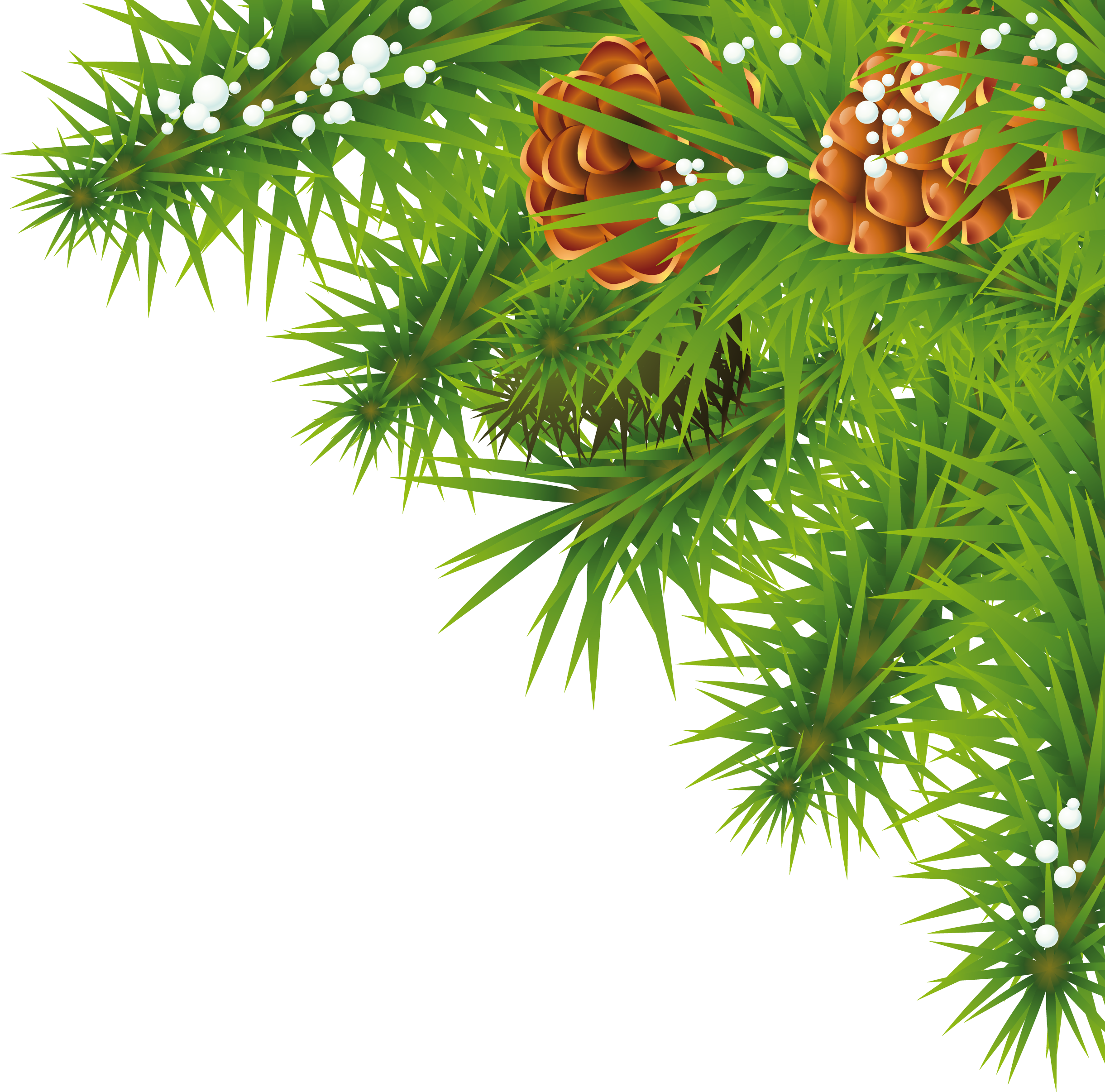 Fir-tree branch PNG image