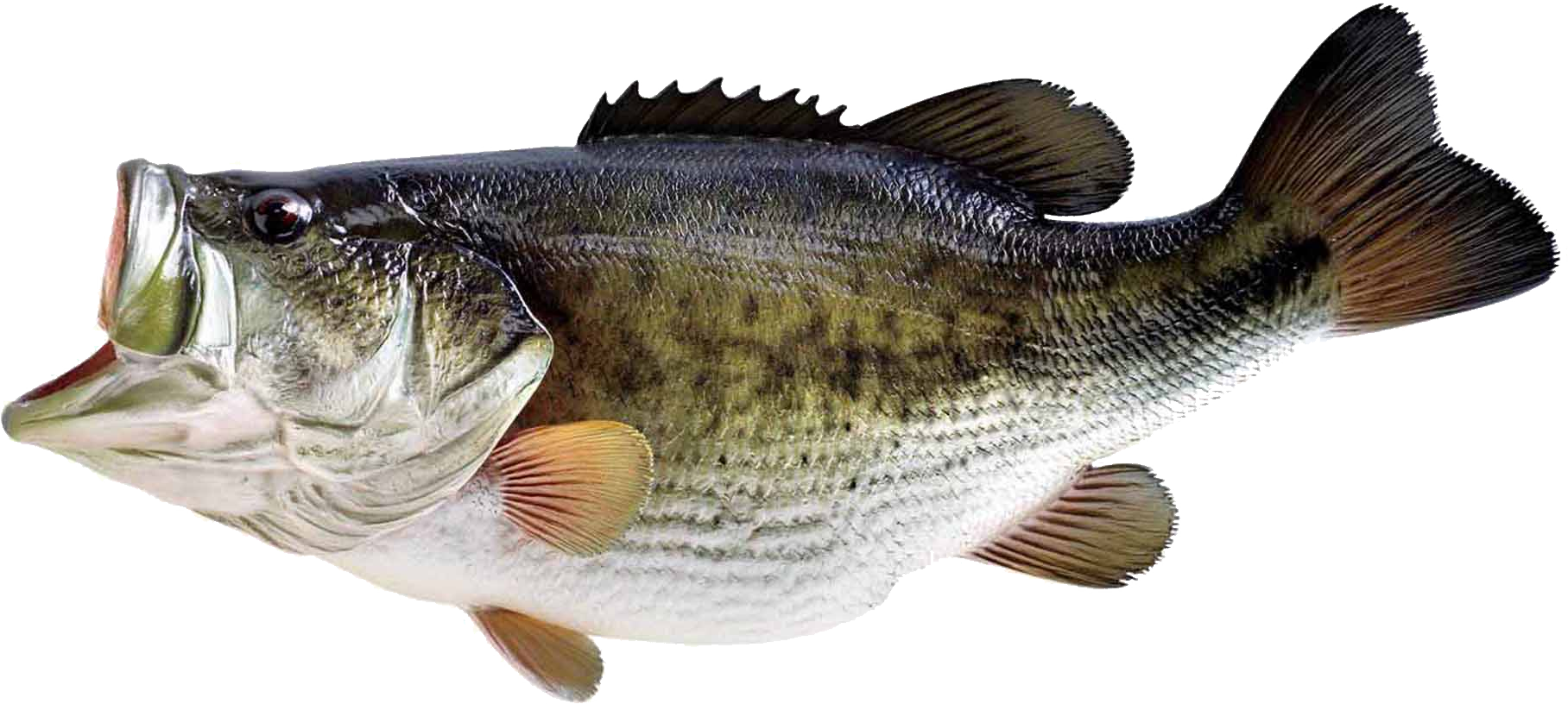 Pescado PNG