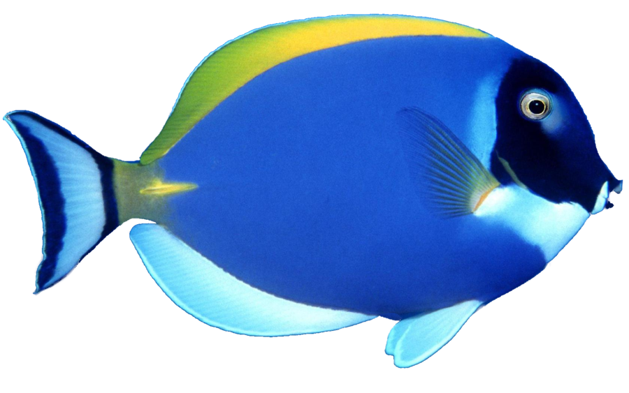 Pescado PNG