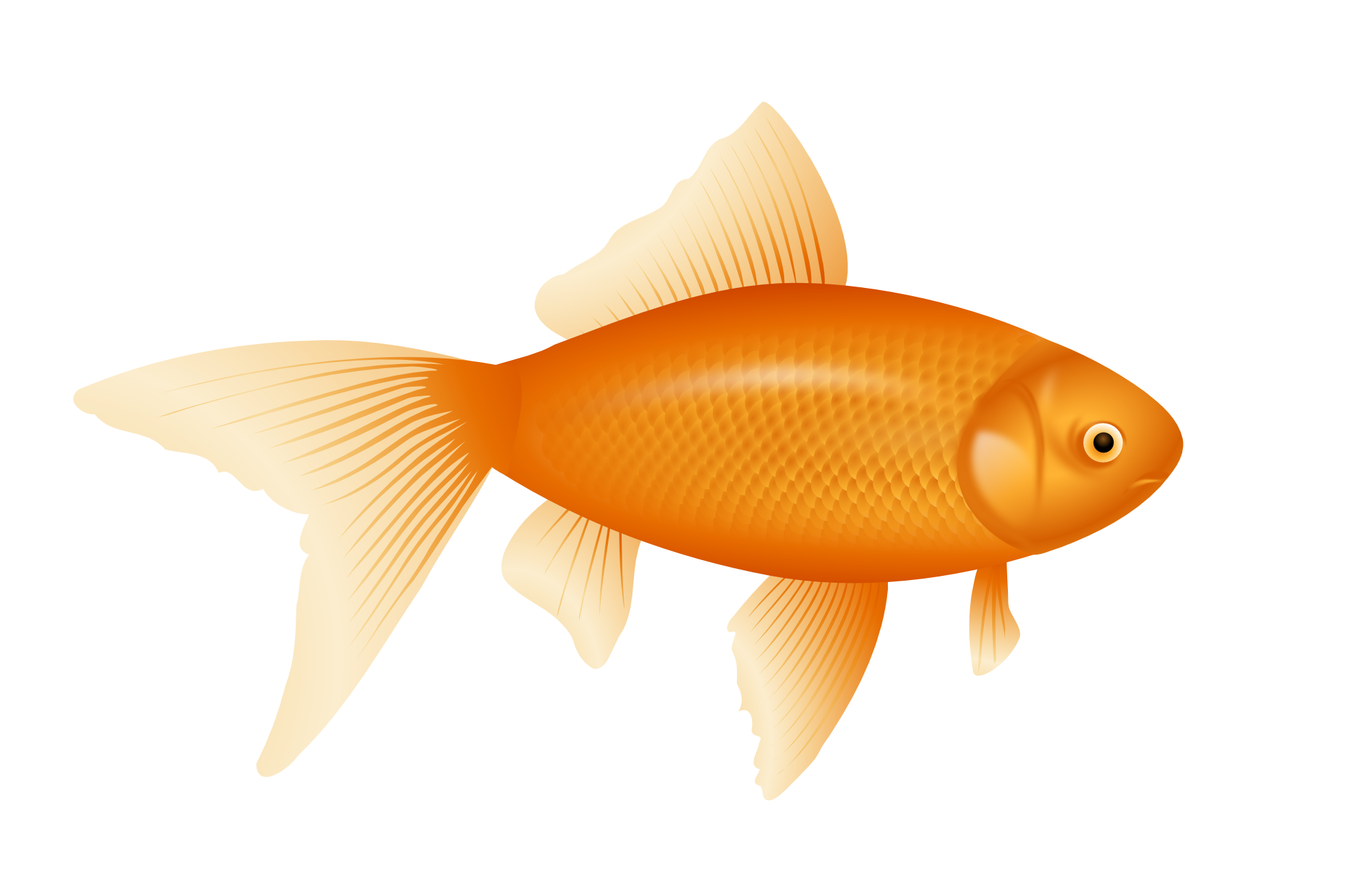 gold fish PNG image