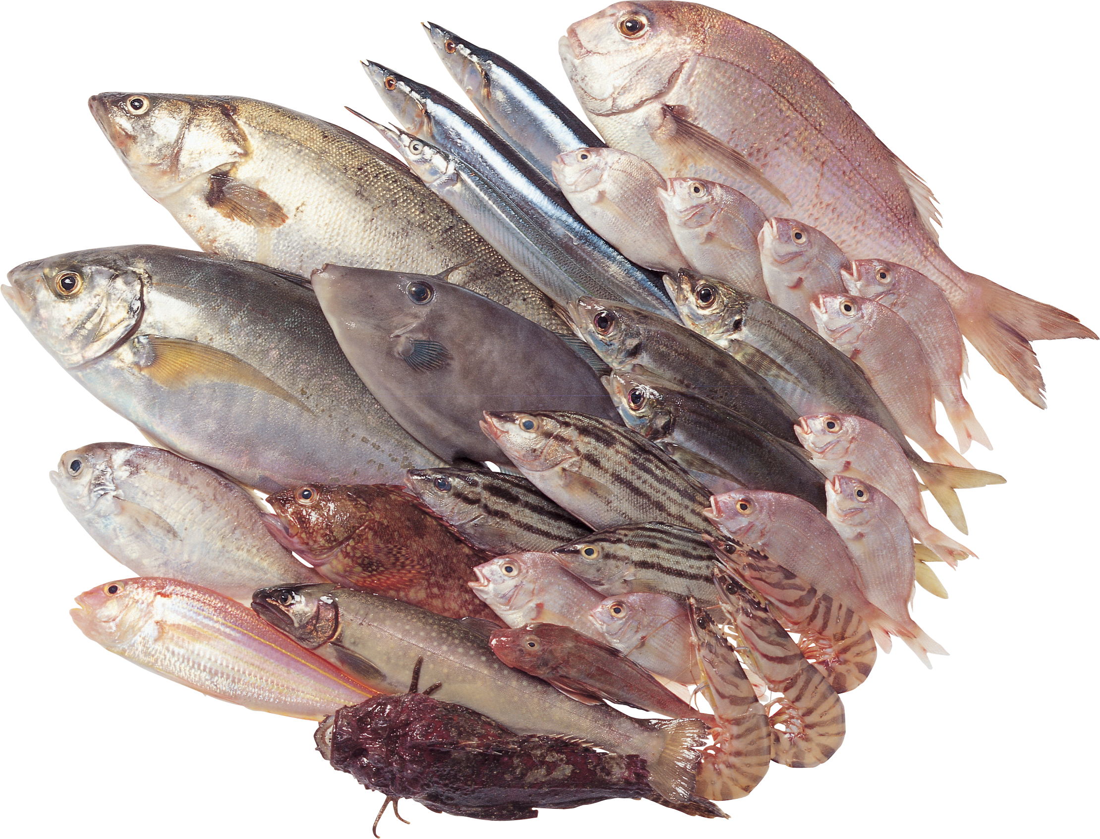 Pescado PNG