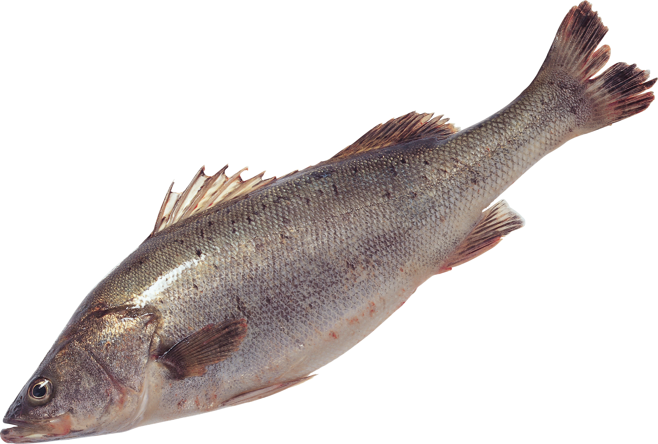 Fish PNG