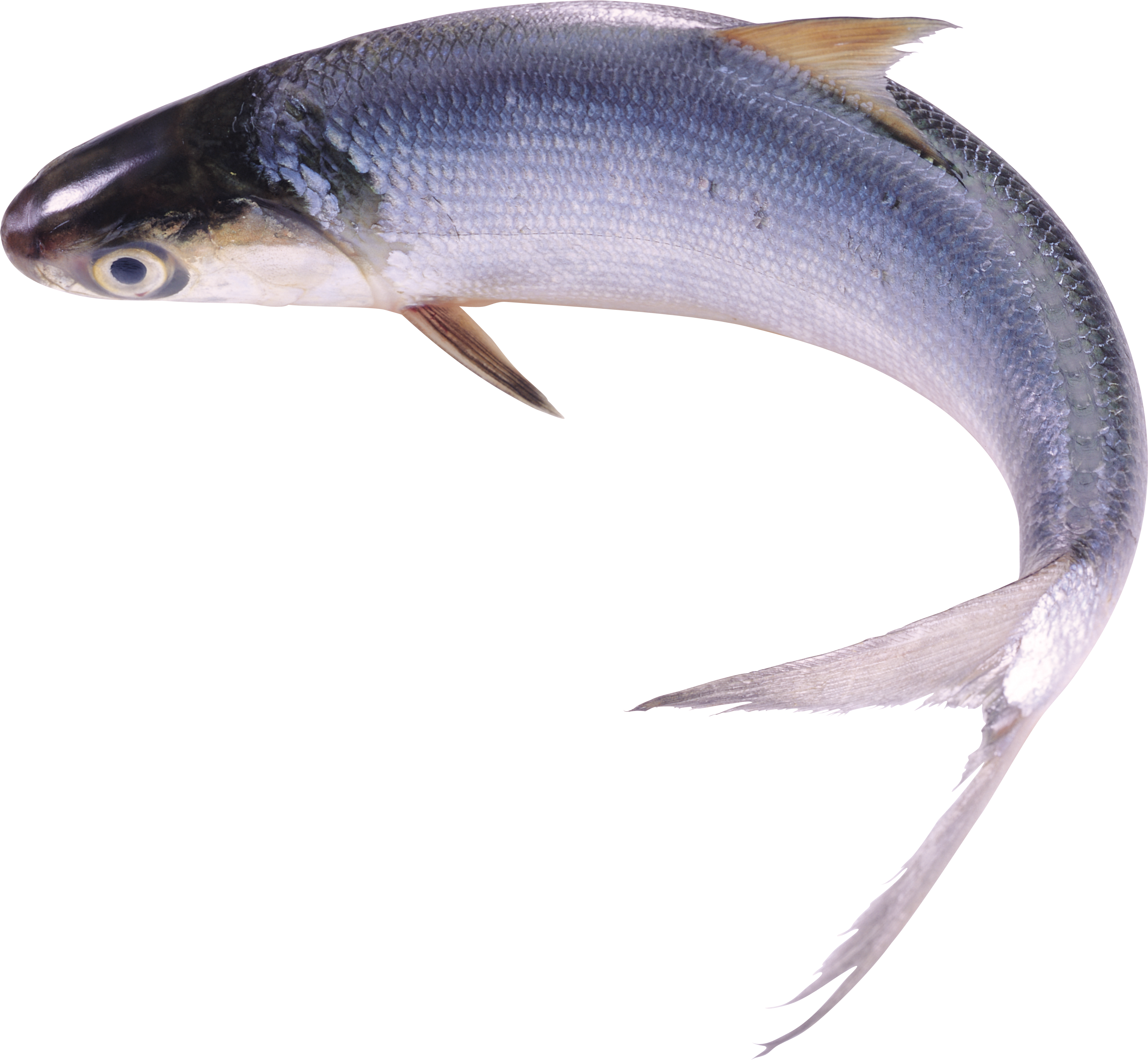 Fish PNG images Download