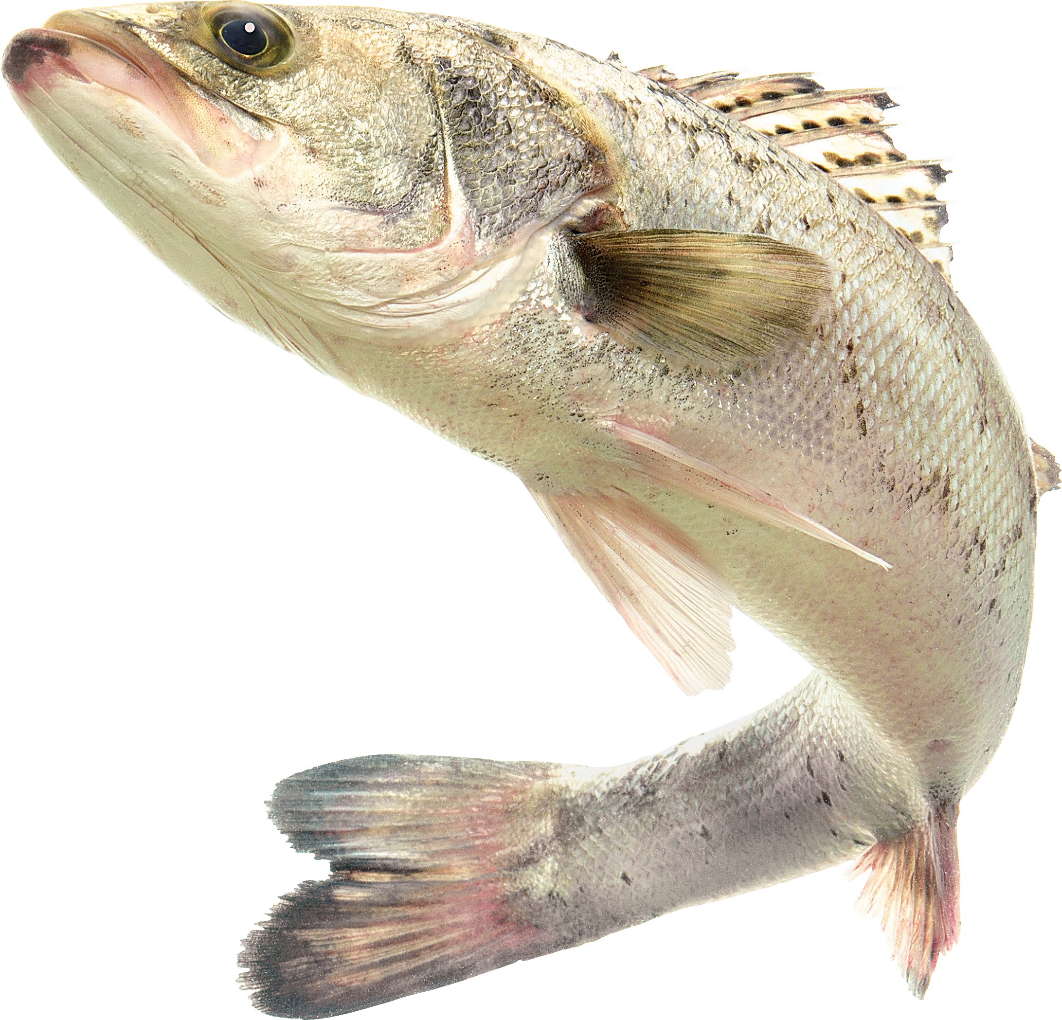 Pescado PNG