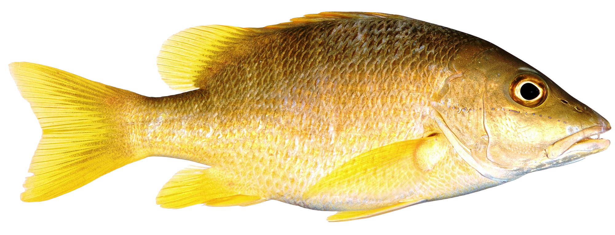 Fish PNG images Download
