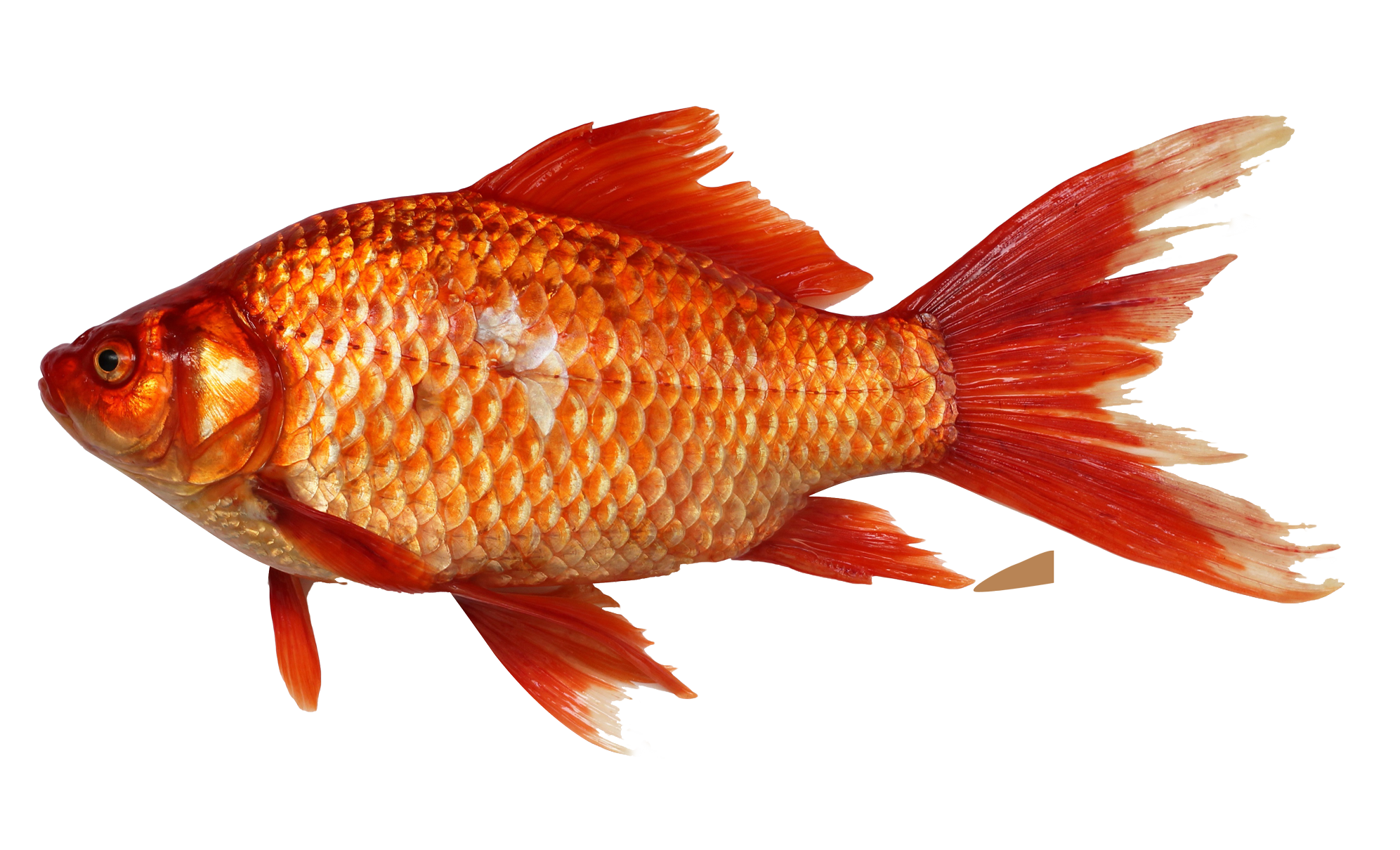 Fish PNG