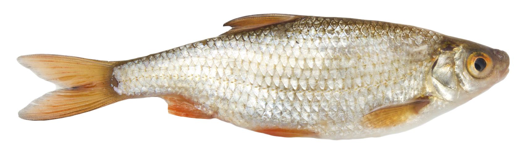 Pescado PNG