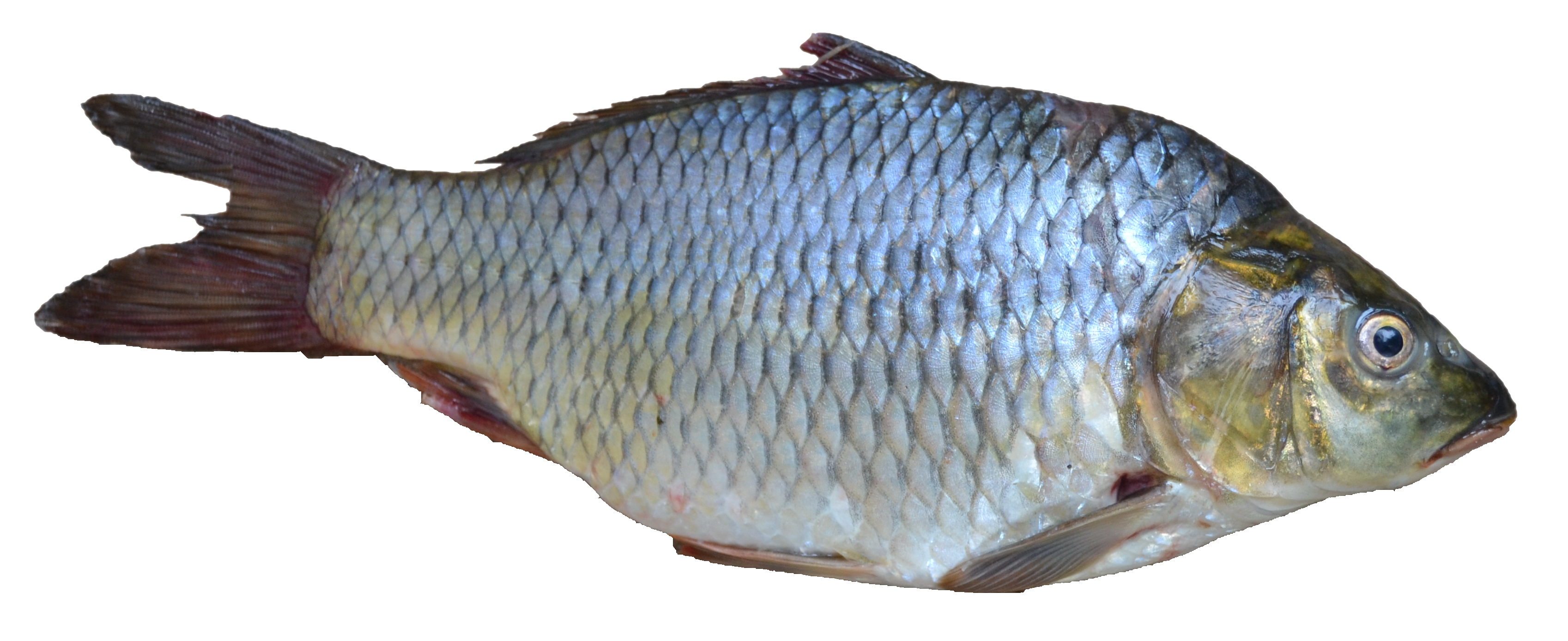 Pescado PNG