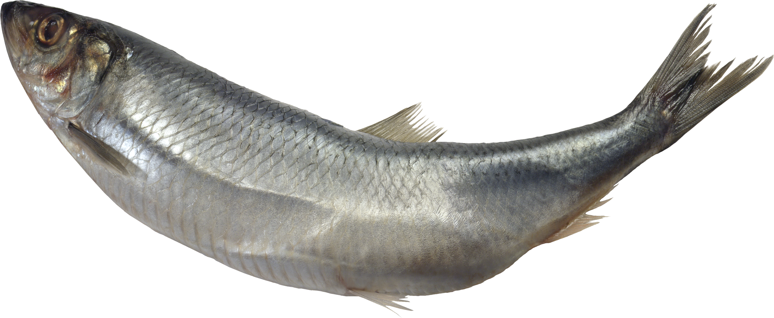 Image result for fish png