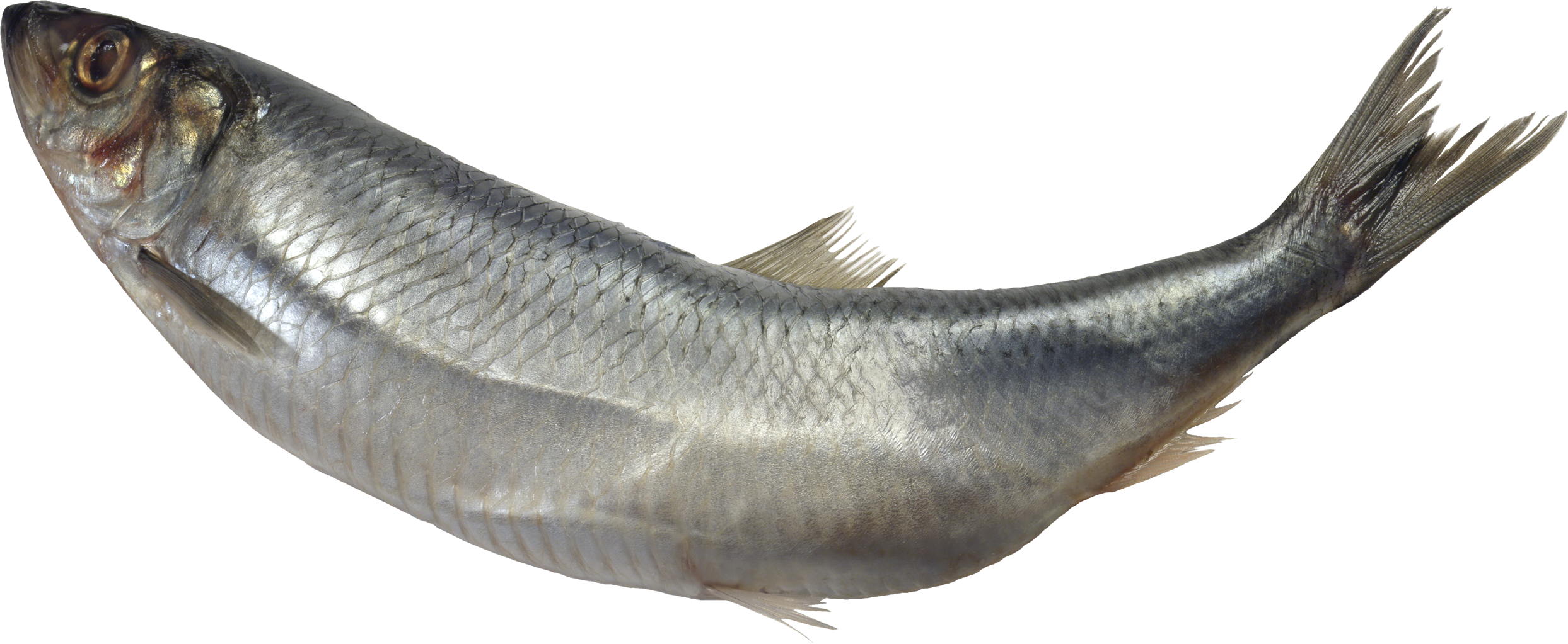 Pescado PNG