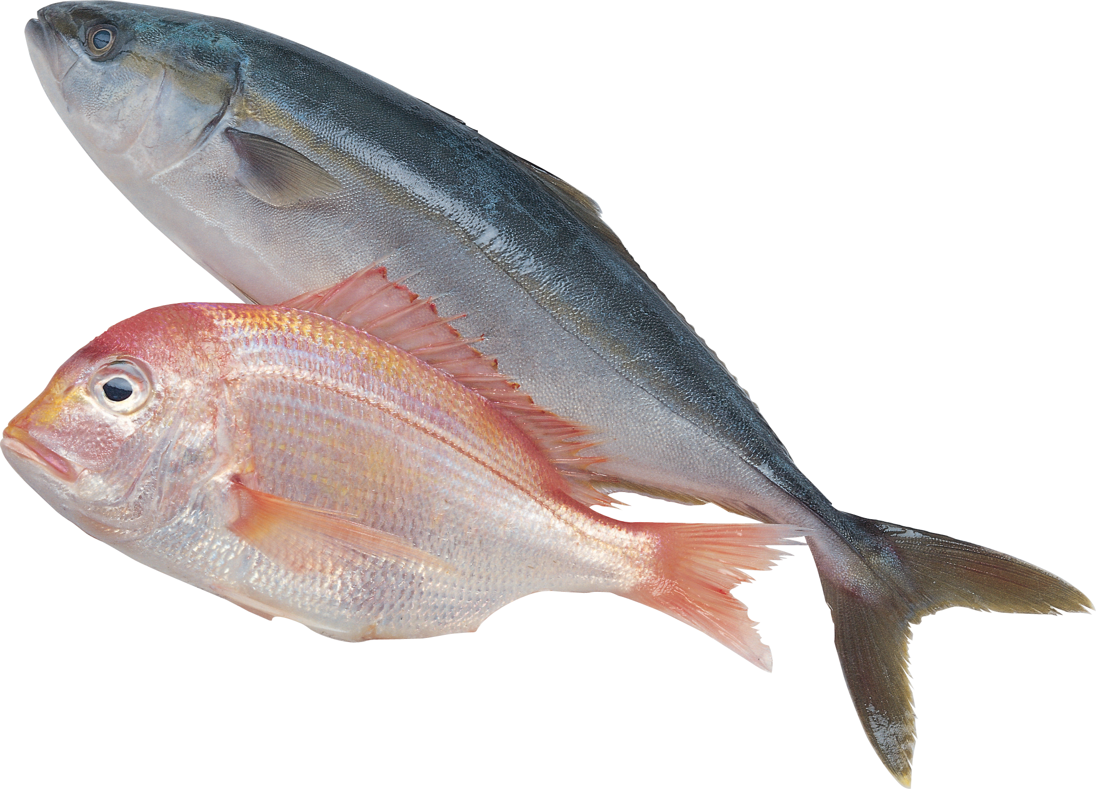 Pescado PNG