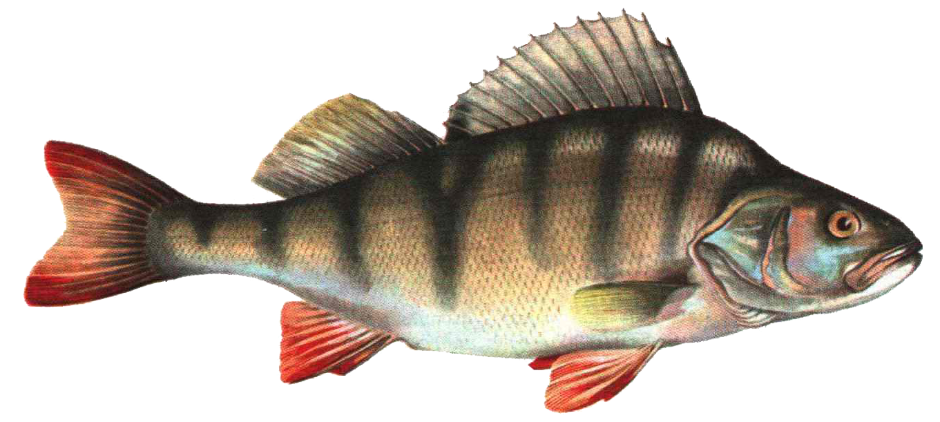 Pescado PNG